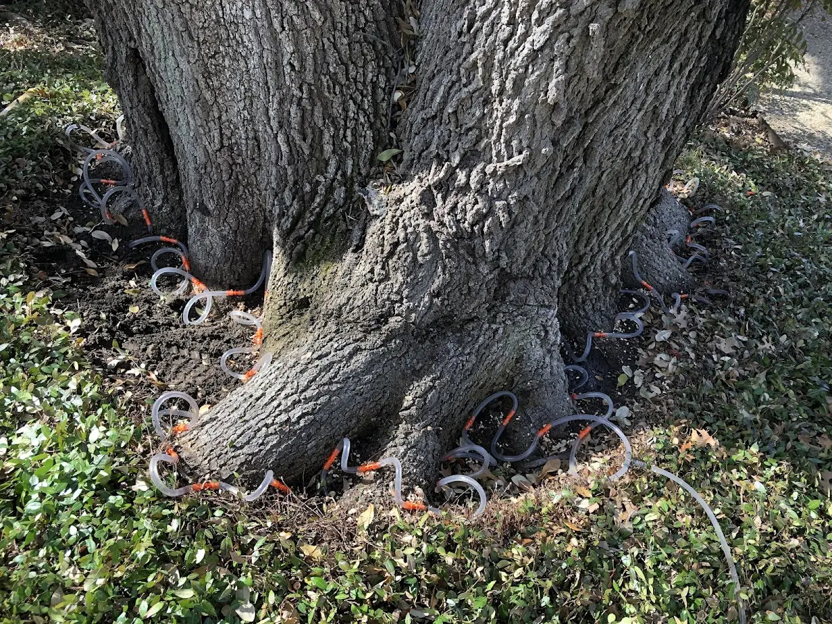 Detailed Tree Cabling and Bracing job site in Atmore
