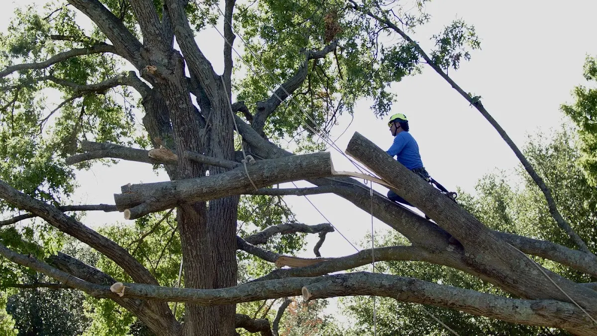 Professional Hazardous Tree Removal performed by certified arborists in Atmore
