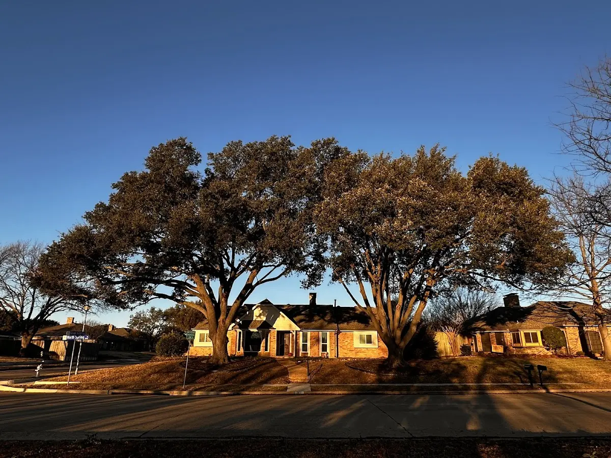 Established residential canopy tree shading a home in Atmore